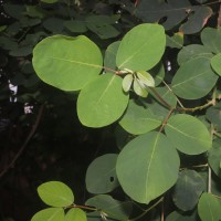 Dendrolobium umbellatum (L.) Benth.